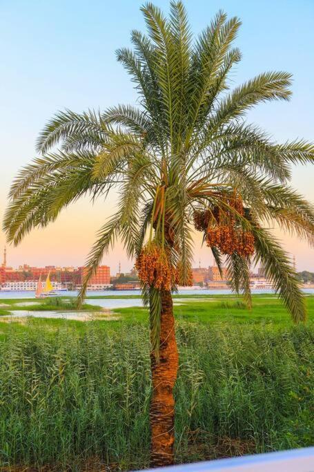 Royal Nile Villa - Nile View Apartment 1 ルクソール エクステリア 写真